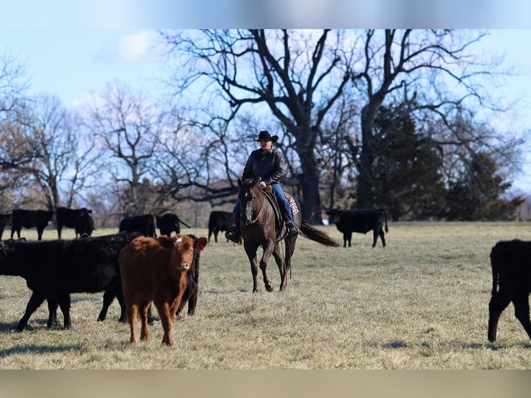 American Paint Horse Gelding 4 years 15,2 hh Chestnut in Buffalo