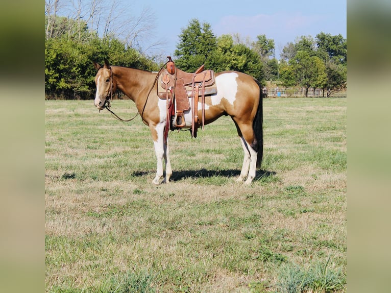 American Paint Horse Gelding 4 years 15,2 hh Pinto in Brownstown
