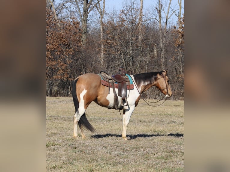 American Paint Horse Gelding 4 years 15,2 hh Pinto in Brownstown