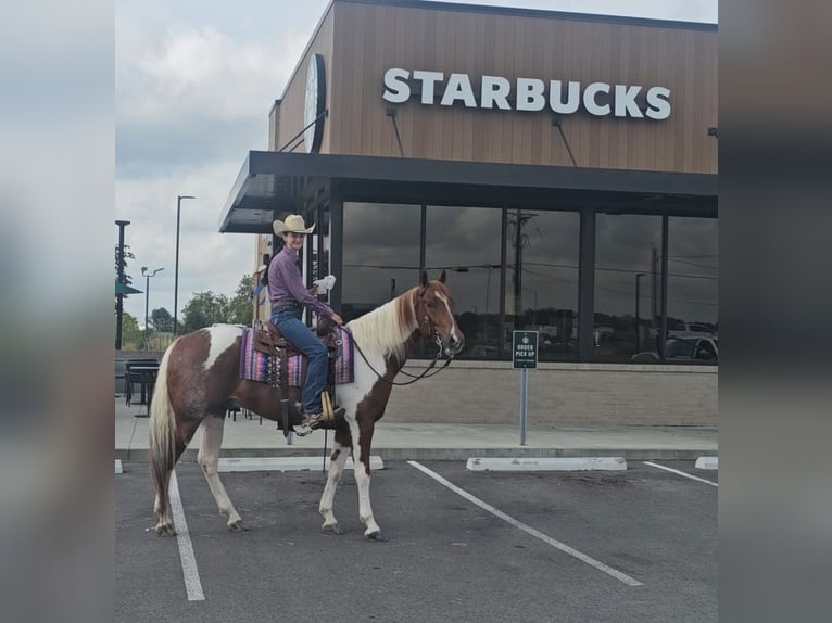 American Paint Horse Gelding 4 years 15,2 hh Tobiano-all-colors in Robards