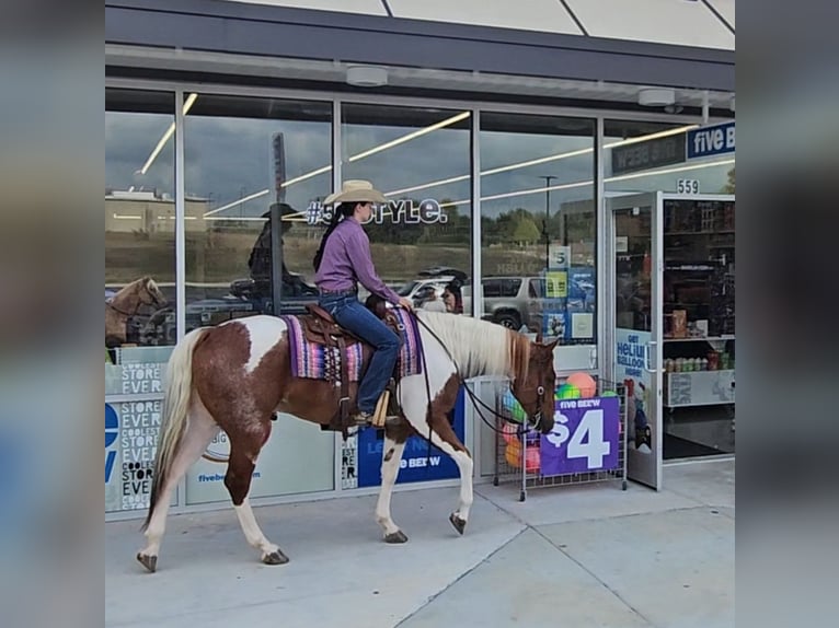 American Paint Horse Gelding 4 years 15,2 hh Tobiano-all-colors in Robards