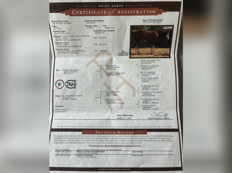 American Paint Horse Gelding 4 years 15,3 hh Chestnut in rusk TX