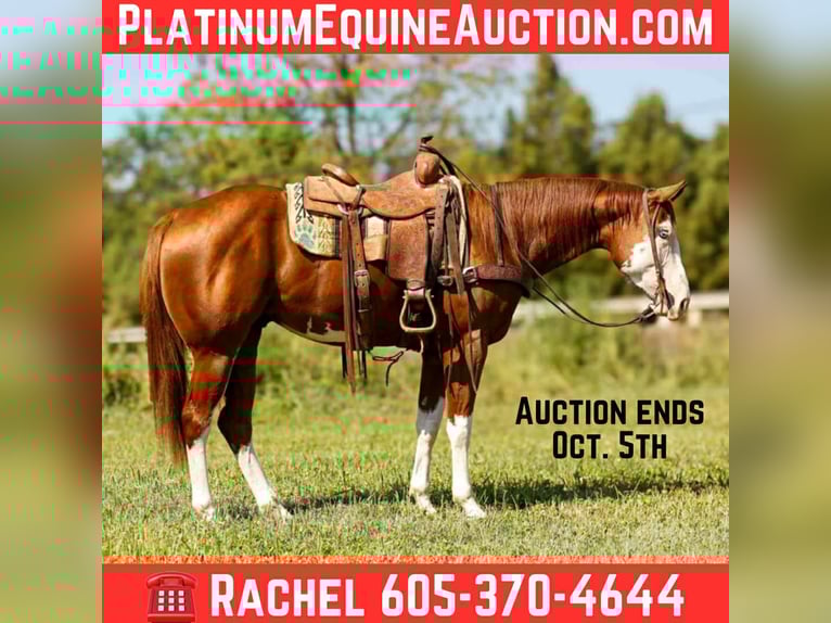 American Paint Horse Gelding 4 years 15,3 hh Chestnut in rusk TX