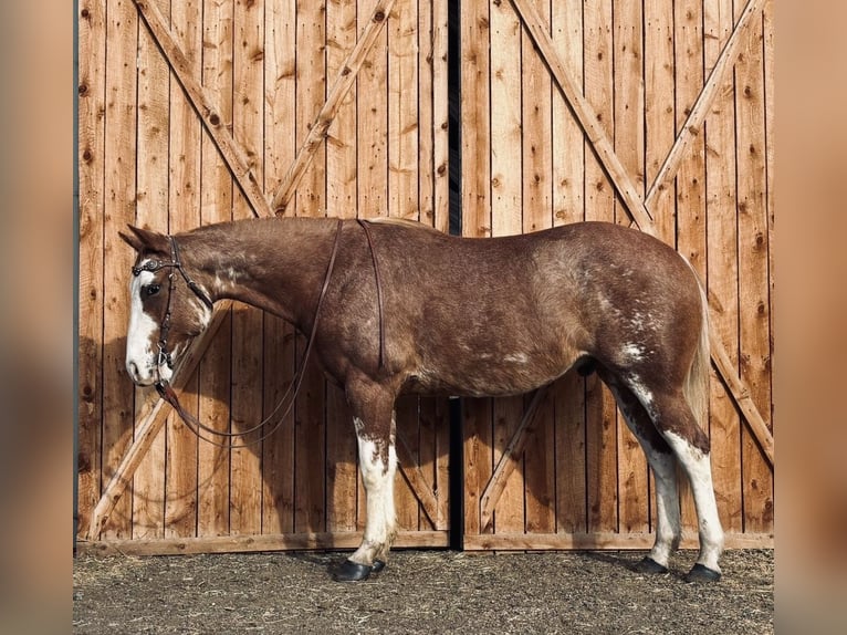 American Paint Horse Gelding 4 years 16.1 hh Overo-all-colors in Fort Collins