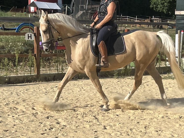 American Paint Horse Gelding 4 years 16 hh Palomino in Ursensollen