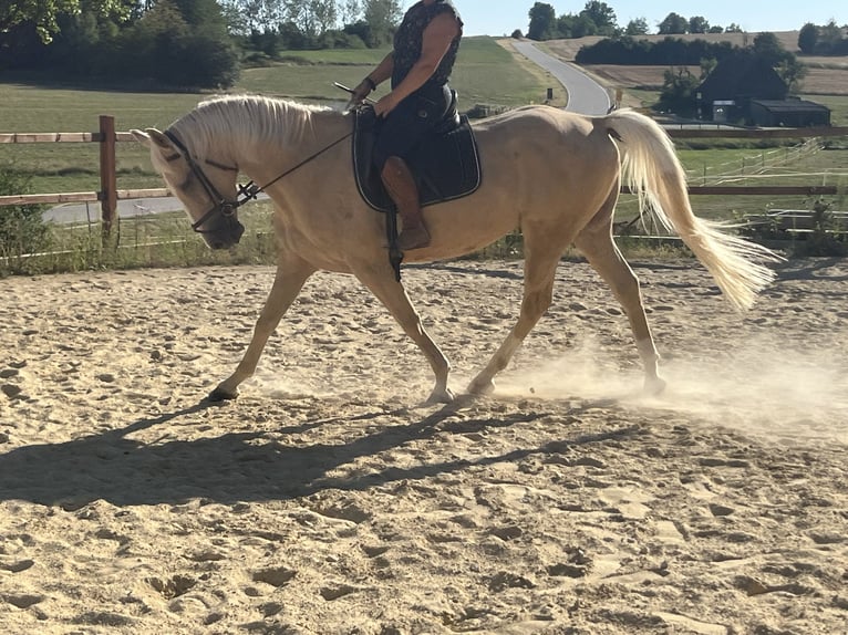 American Paint Horse Gelding 4 years 16 hh Palomino in Ursensollen