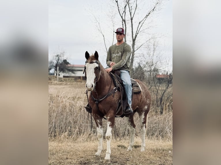 American Paint Horse Gelding 4 years 16,1 hh Overo-all-colors in Fort Collins