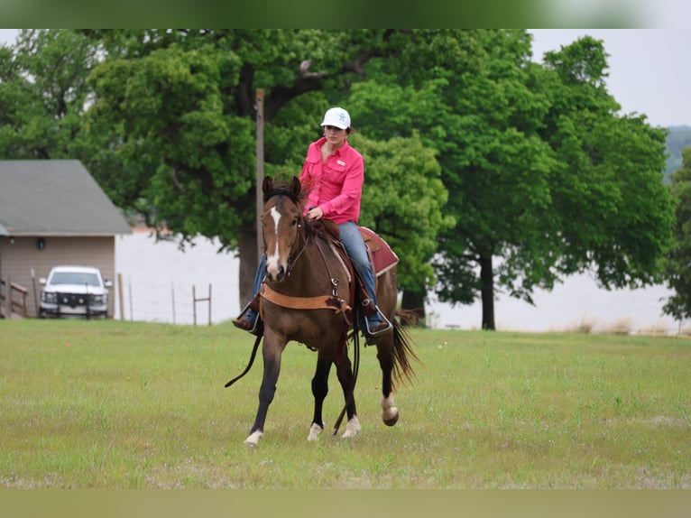 American Paint Horse Gelding 4 years Buckskin in Ripley