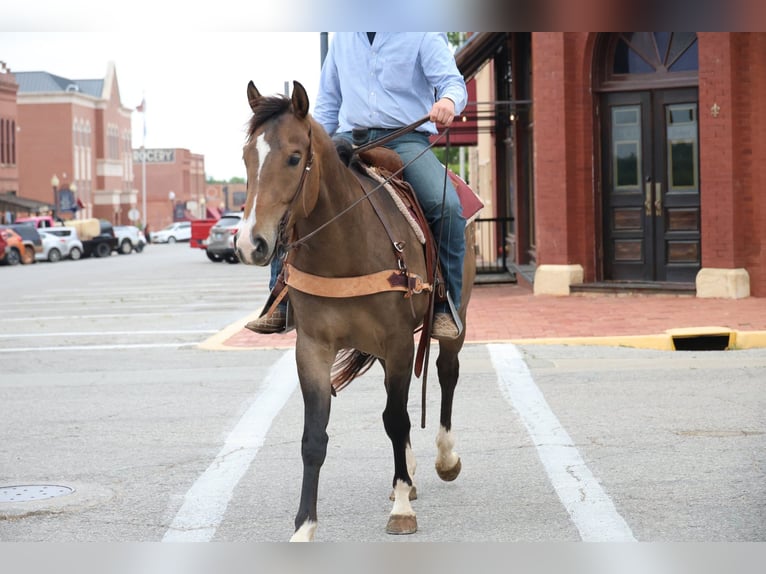 American Paint Horse Gelding 4 years Buckskin in Ripley