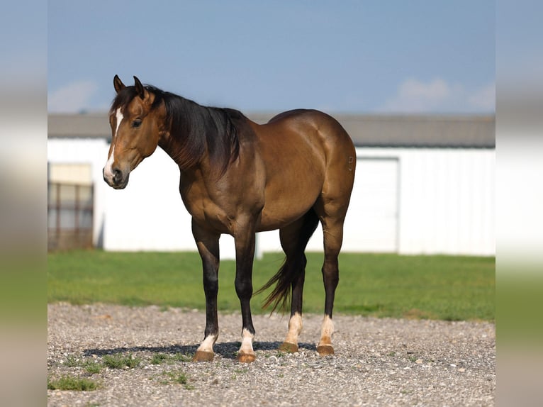American Paint Horse Gelding 4 years Buckskin in Ripley