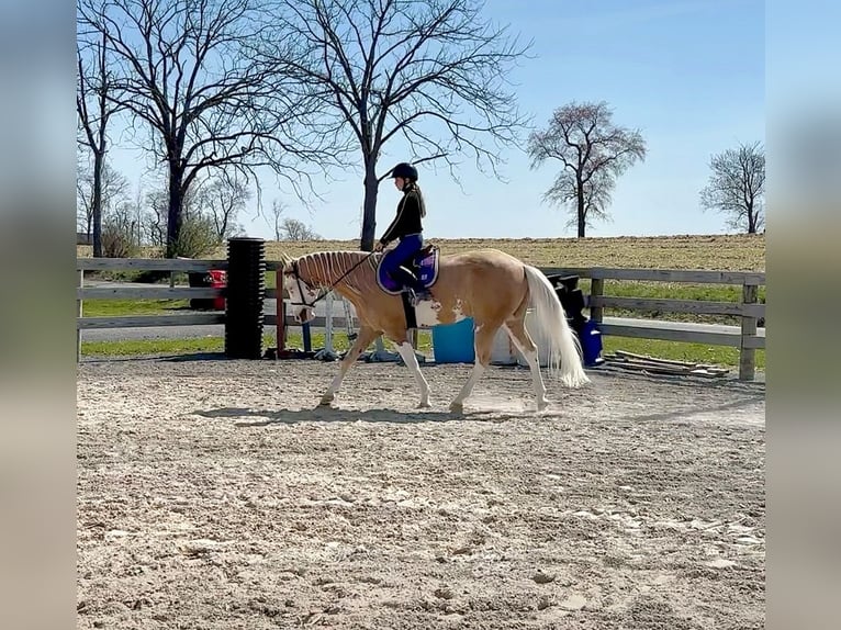 American Paint Horse Gelding 4 years Palomino in Grantville, PA