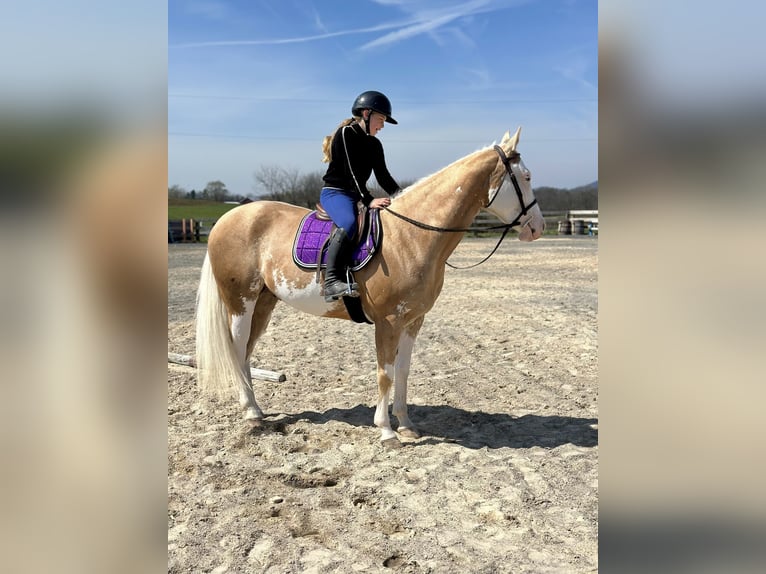 American Paint Horse Gelding 4 years Palomino in Grantville, PA