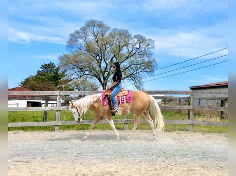 American Paint Horse Gelding 4 years Palomino in Grantville, PA