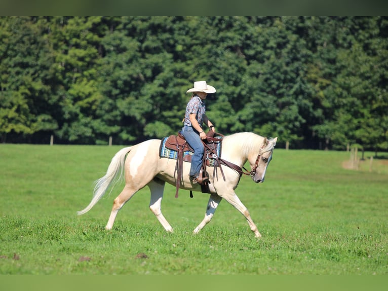 American Paint Horse Gelding 4 years Pinto in Clarion