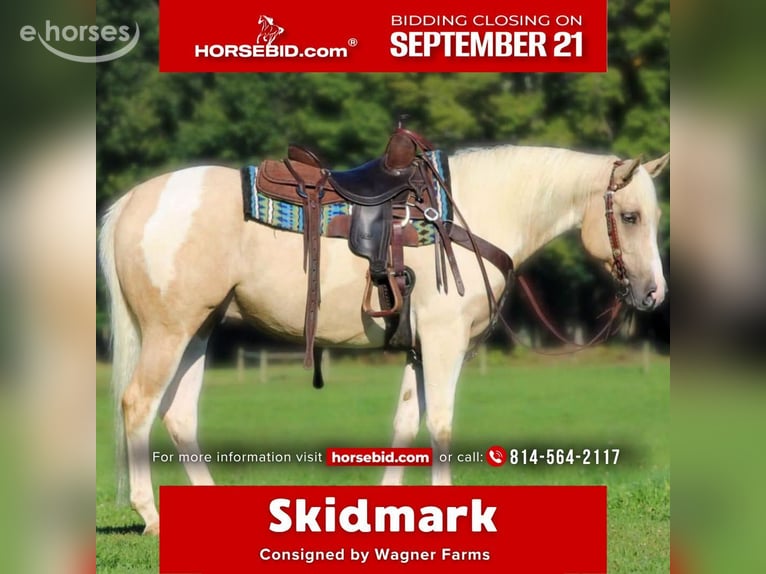 American Paint Horse Gelding 4 years Pinto in Clarion