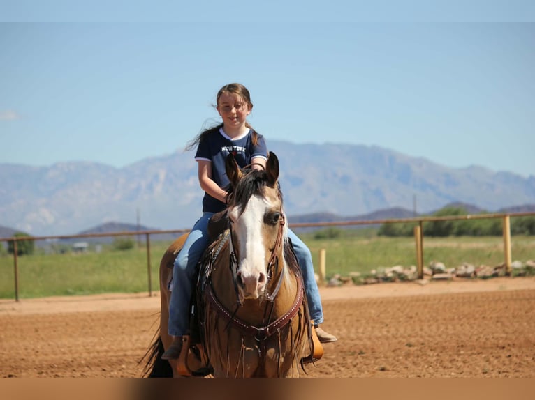American Paint Horse Gelding 4 years Tobiano-all-colors in Marana