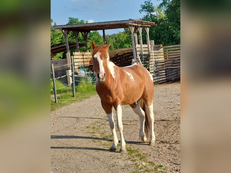 American Paint Horse Gelding 5 years 14.1 hh  in Triftern