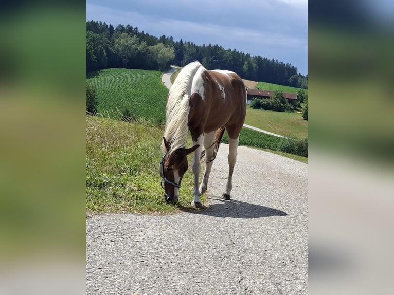 American Paint Horse Gelding 5 years 14.1 hh  in Triftern