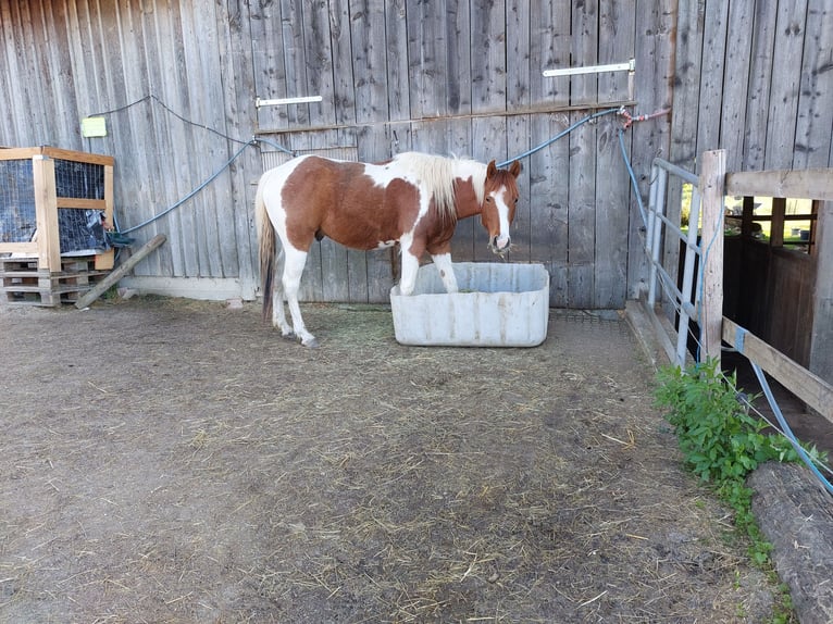 American Paint Horse Gelding 5 years 14.1 hh  in Triftern