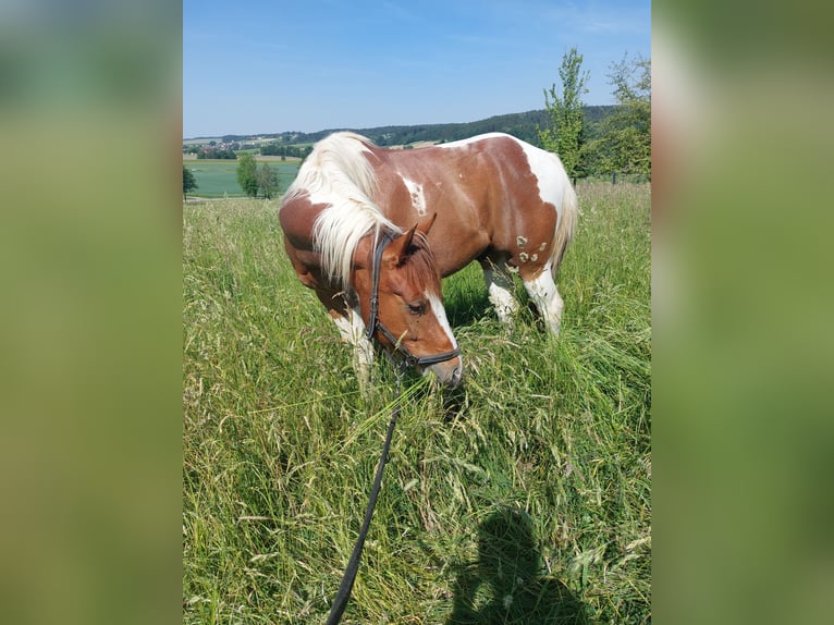 American Paint Horse Gelding 5 years 14.1 hh  in Triftern