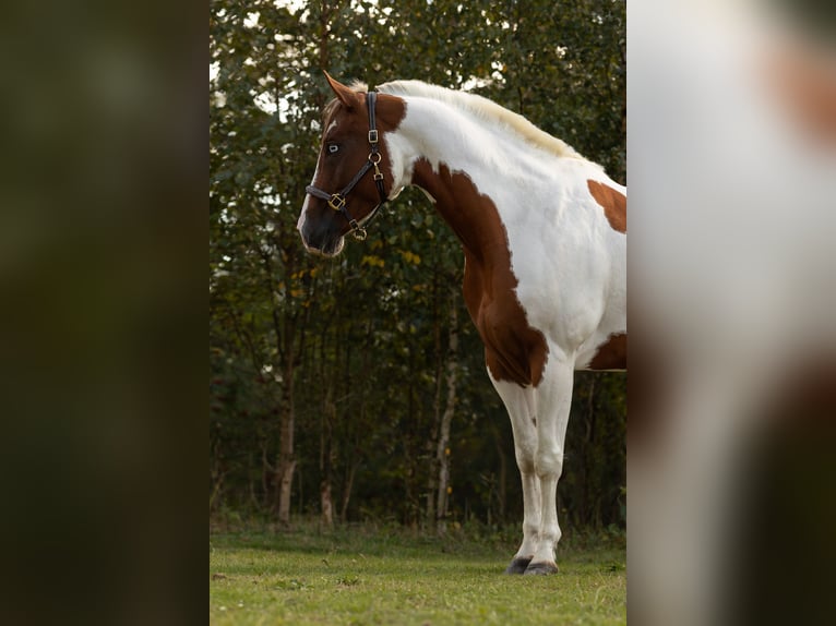 American Paint Horse Gelding 5 years 14.1 hh Pinto in Sandl