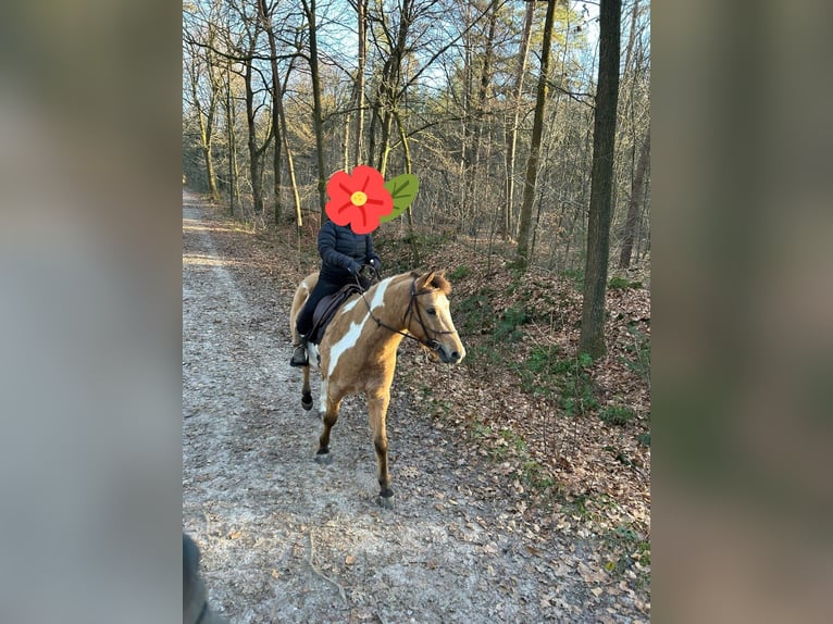 American Paint Horse Mix Gelding 5 years 14.2 hh Overo-all-colors in Wageningen
