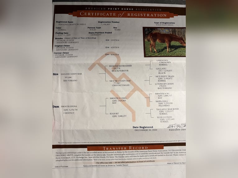 American Paint Horse Gelding 5 years 14.2 hh Pinto in Rastede