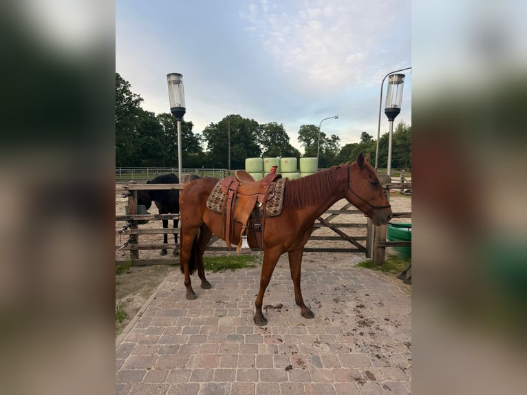 American Paint Horse Gelding 5 years 14.2 hh Pinto in Rastede