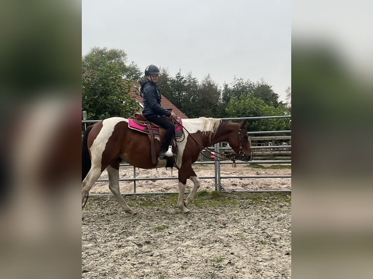 American Paint Horse Gelding 5 years 14.2 hh Pinto in Rastede