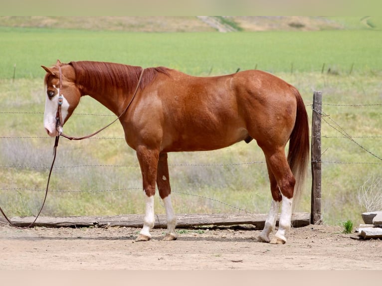 American Paint Horse Gelding 5 years 14,3 hh Chestnut in Bitterwater CA