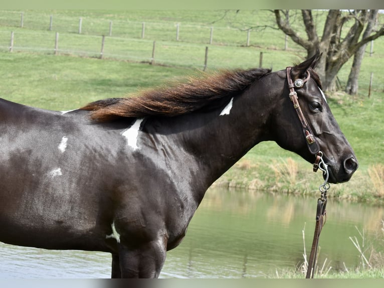 American Paint Horse Gelding 5 years 14.3 hh Pinto in Fresno