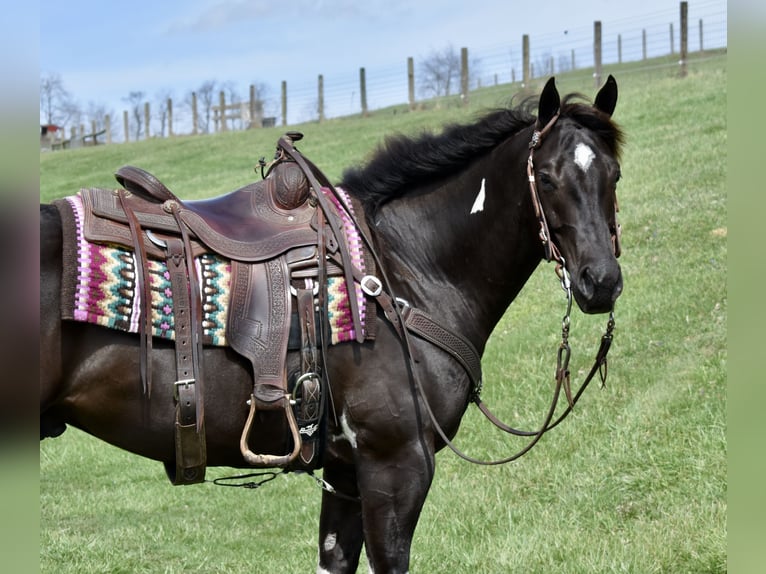 American Paint Horse Gelding 5 years 14.3 hh Pinto in Fresno