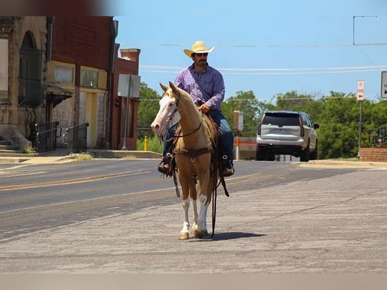 American Paint Horse Gelding 5 years 14 hh Palomino in Austin
