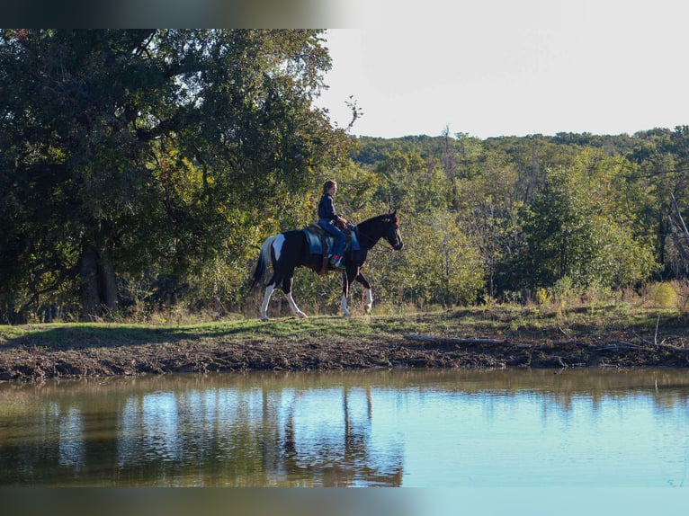 American Paint Horse Gelding 5 years 14 hh Tobiano-all-colors in Poolville TX