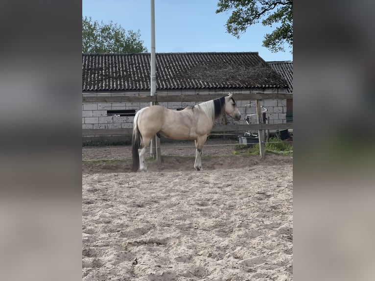 American Paint Horse Gelding 5 years 14,1 hh Buckskin in Coevorden