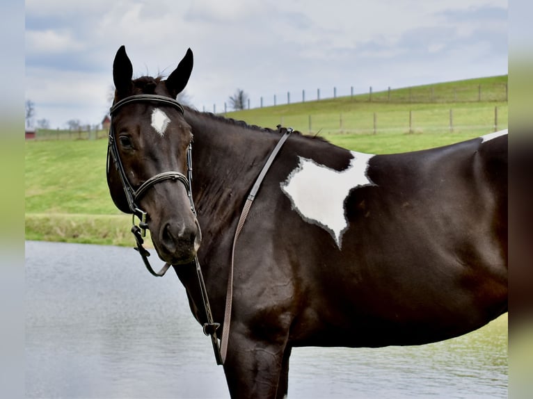 American Paint Horse Gelding 5 years 14,3 hh Pinto in Fresno