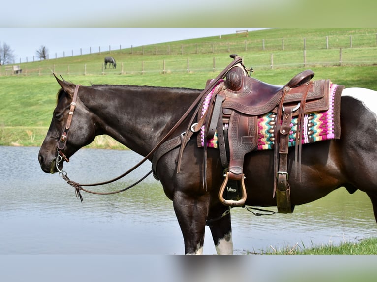 American Paint Horse Gelding 5 years 14,3 hh Pinto in Fresno