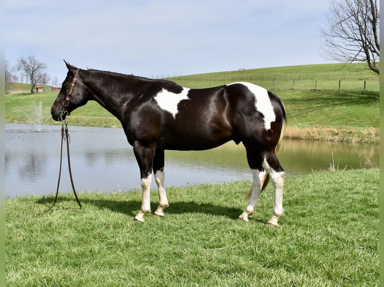 American Paint Horse Gelding 5 years 14,3 hh Pinto in Fresno