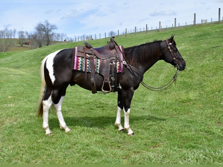 American Paint Horse Gelding 5 years 14,3 hh Pinto in Fresno