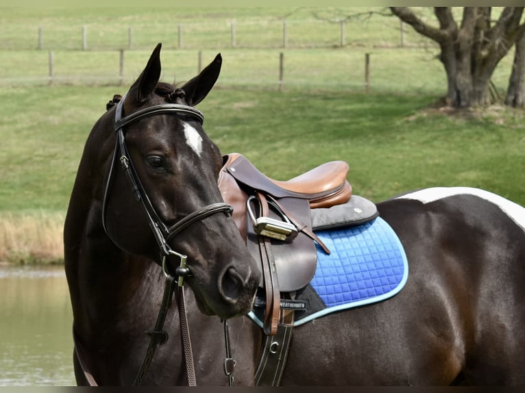 American Paint Horse Gelding 5 years 14,3 hh Pinto in Fresno