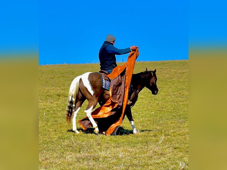 American Paint Horse Gelding 5 years 14,3 hh Pinto in Fresno