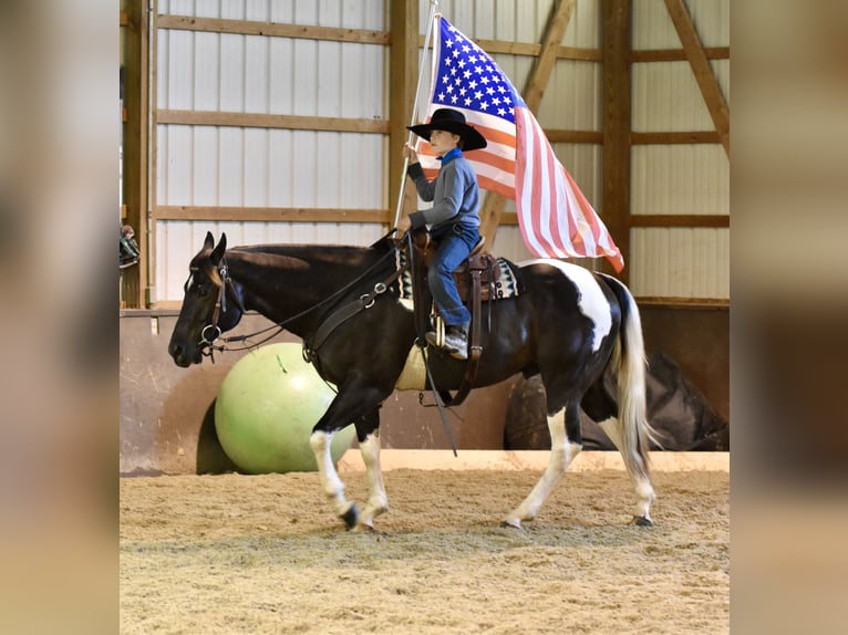American Paint Horse Gelding 5 years 14,3 hh Pinto in Fresno