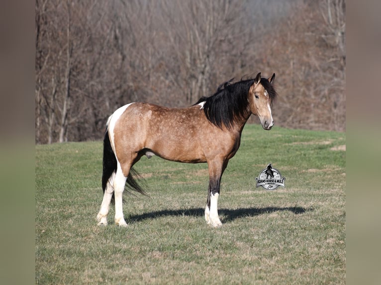 American Paint Horse Mix Gelding 5 years 14,3 hh Pinto in Mount Vernon