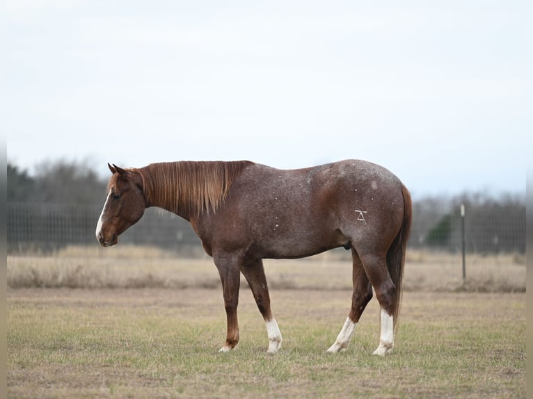 American Paint Horse Gelding 5 years 14,3 hh in Burleson, TX