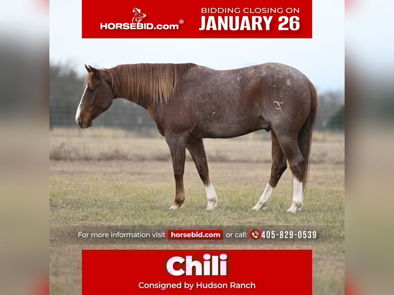 American Paint Horse Gelding 5 years 14,3 hh in Burleson, TX