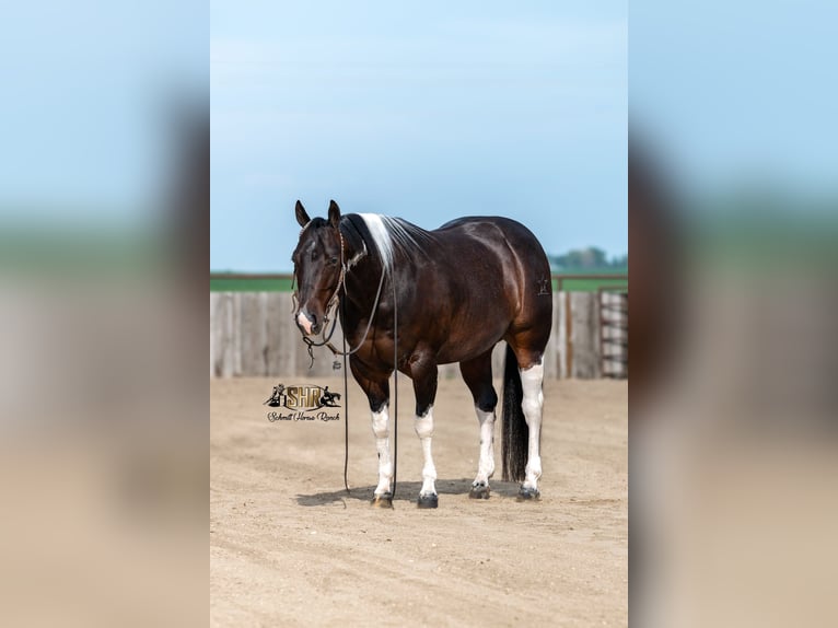 American Paint Horse Gelding 5 years 14,3 hh Tobiano-all-colors in Holland, IA