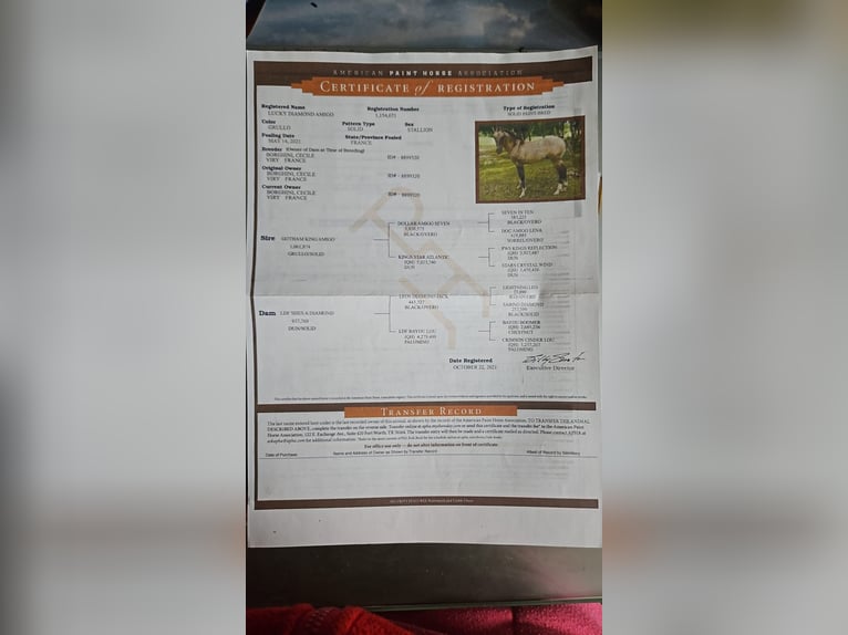 American Paint Horse Gelding 5 years 15.1 hh Grullo in Thoiry