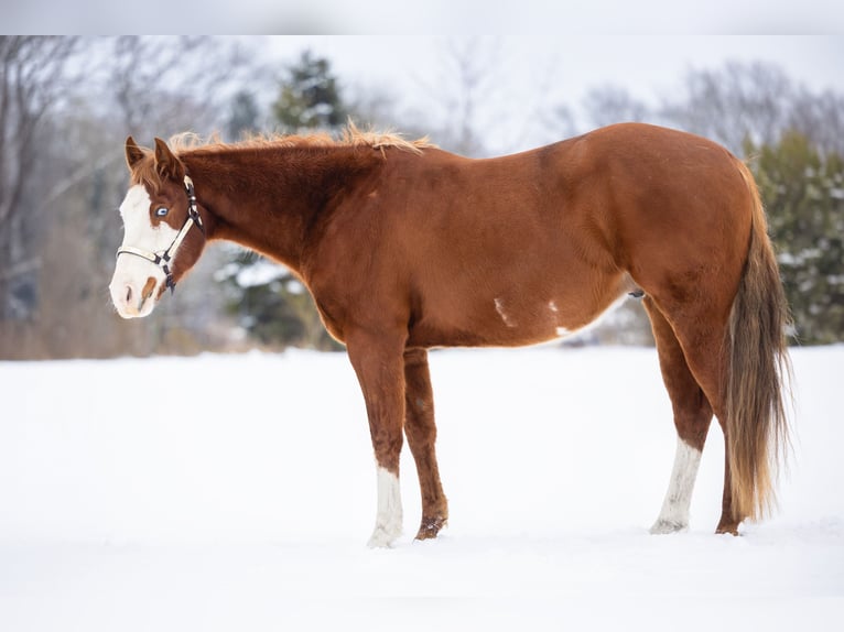 American Paint Horse Gelding 5 years 15.1 hh Overo-all-colors in Steyerberg