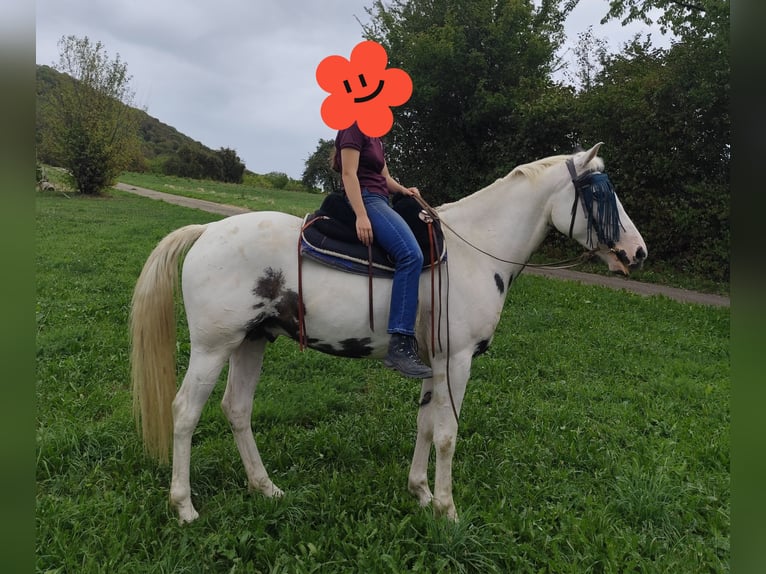 American Paint Horse Mix Gelding 5 years 15.1 hh Pinto in Neidlingen