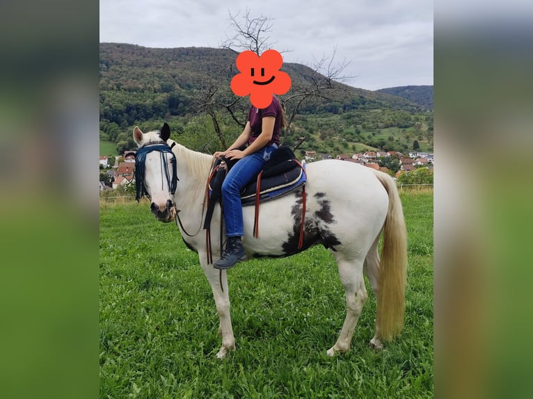 American Paint Horse Mix Gelding 5 years 15.1 hh Pinto in Neidlingen